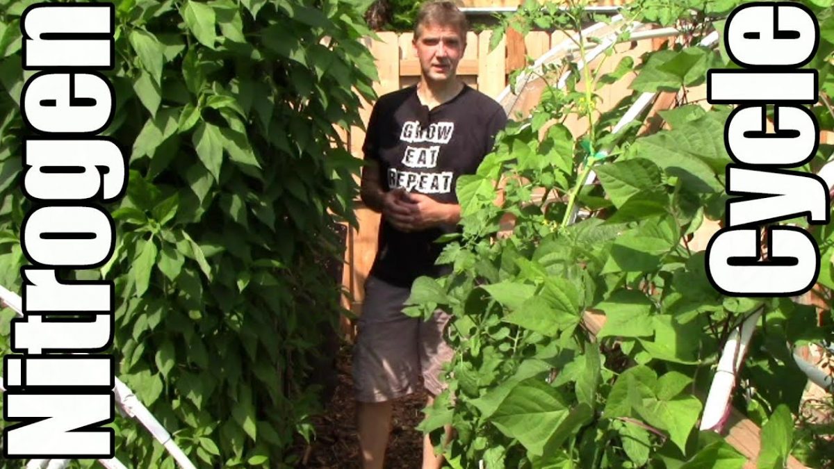 How Our Plants Get Plenty of Nitrogen Without Nitrogen Fertilizer ...